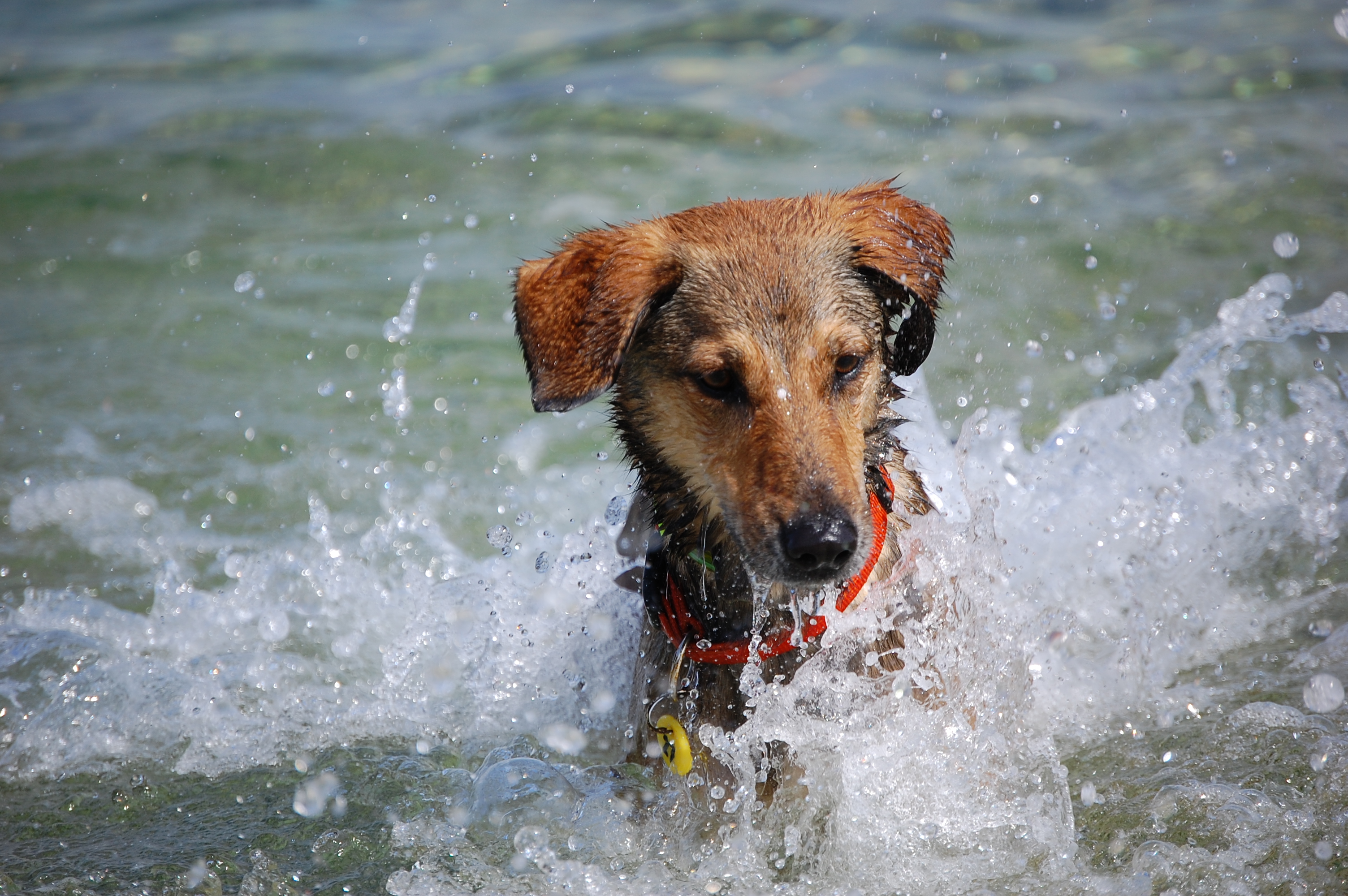 navajanje psa na morje