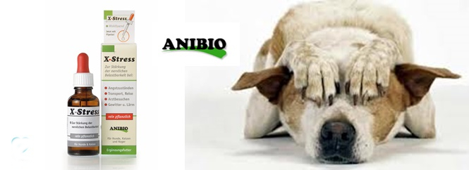 pomiritev psov in mačk