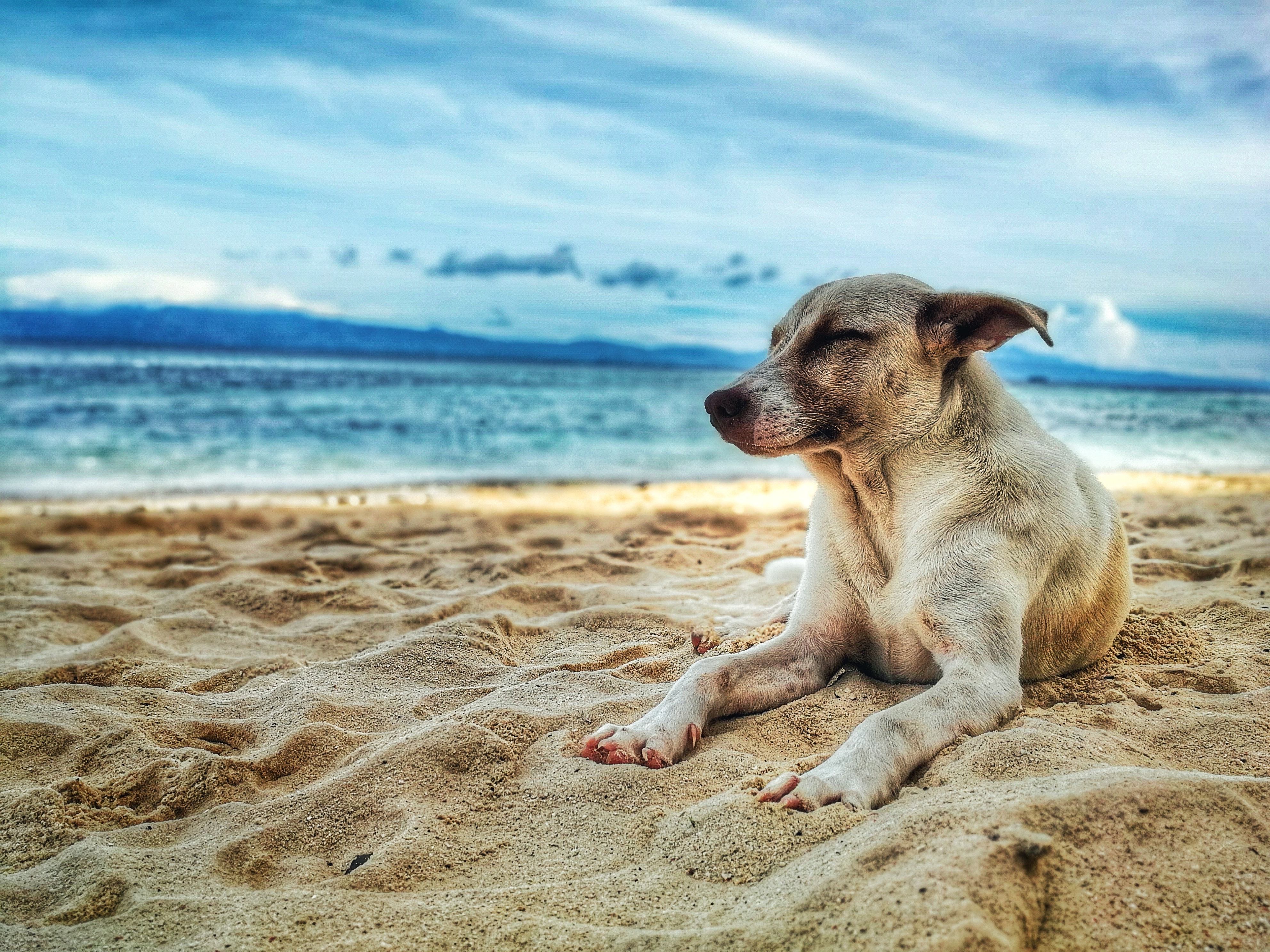 Psi, poletje, vročinski stres